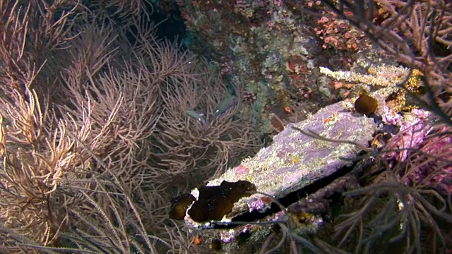 独特的海底自然景观背景上的水族馆。视频素材