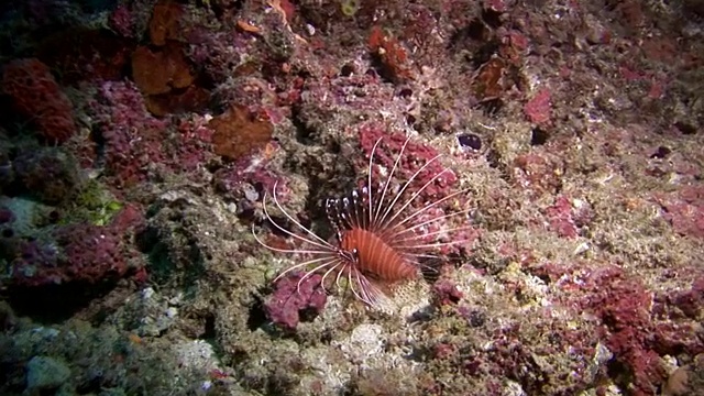 独特的海底自然景观背景上的水族馆。视频素材