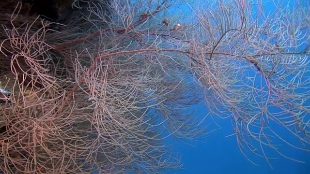 独特的海底自然景观背景上的水族馆。视频素材