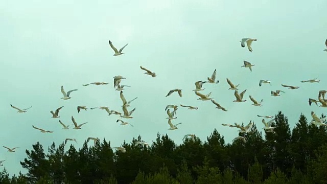 Batalioy在海滩上空飞翔视频素材