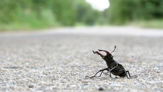 甲壳虫在柏油路上爬行。Lucanus cervus视频素材