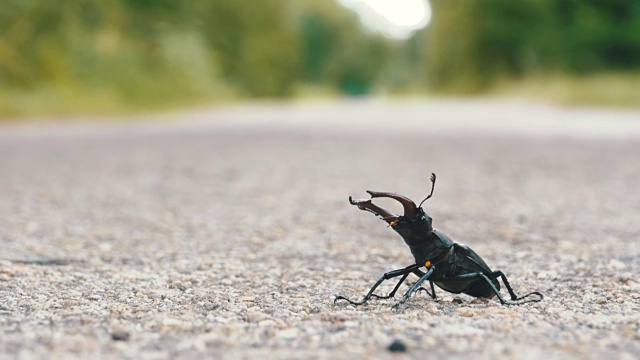 甲壳虫在柏油路上爬行。Lucanus cervus视频素材