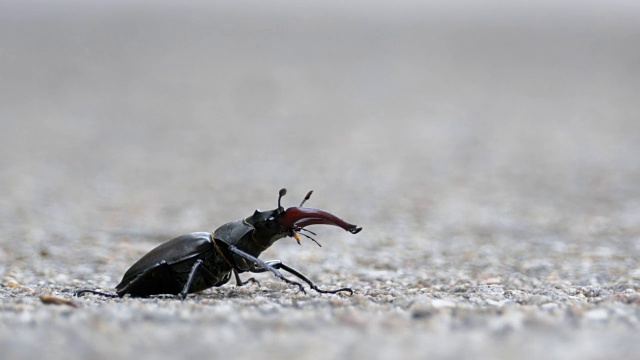 甲壳虫在柏油路上爬行。Lucanus cervus视频素材