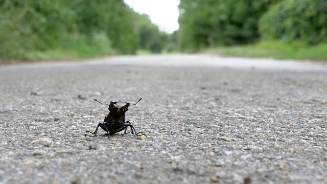 甲壳虫在柏油路上爬行。Lucanus cervus视频素材