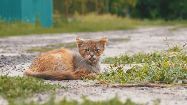 无家可归的灰色脏猫，饥饿，破旧和生病，坐在乡村街道的乡村道路上视频素材