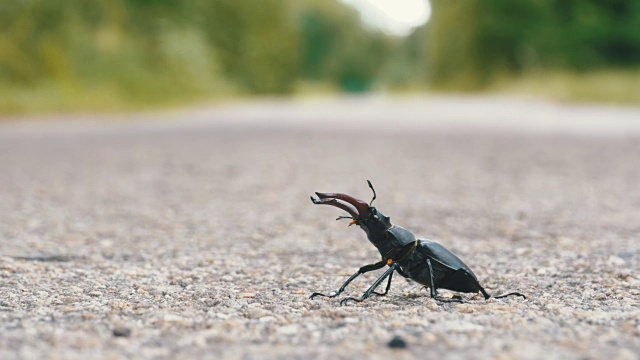 甲壳虫在柏油路上爬行。Lucanus cervus视频素材