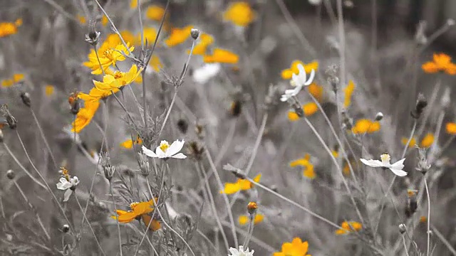 宇宙花田的慢镜头。视频素材