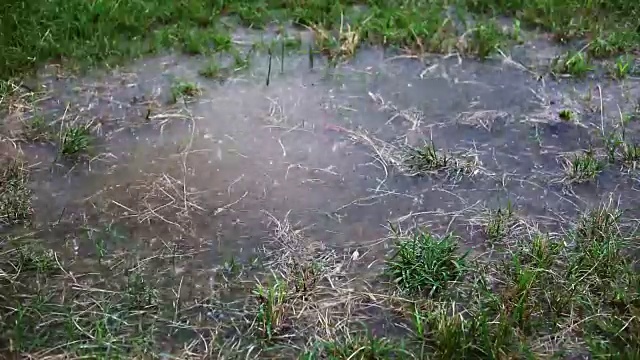 雨在草视频素材