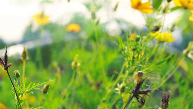 慢镜头蜻蜓在宇宙花上视频素材