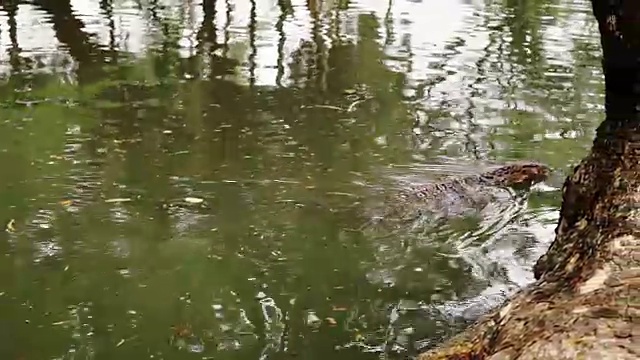 水监测蜥蜴(Varanus)在朗皮尼公园，曼谷，泰国视频素材