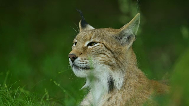 欧洲山猫;猞猁猞猁视频素材