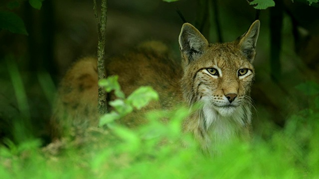 欧洲山猫;猞猁猞猁视频素材