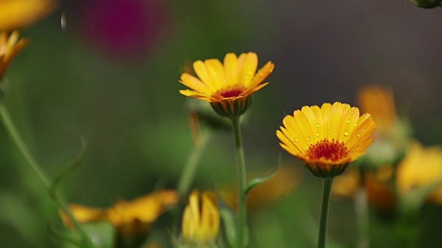 美丽的桔黄色花和水滴在花园里。金盏花在雨中，微风近距离，动态场景，色调的视频。视频素材