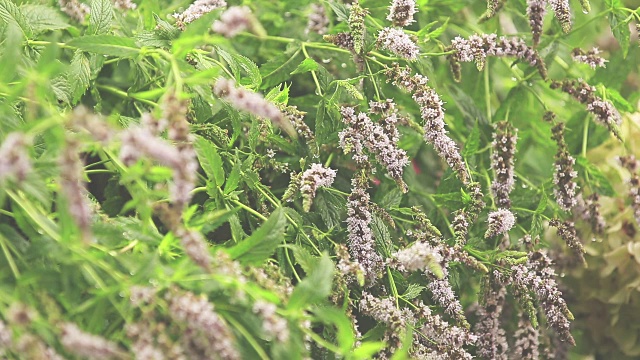 薄荷花与水滴在花园里。枝头的绿叶在雨中，微风轻拂，动态的场景，色调的视频。视频素材