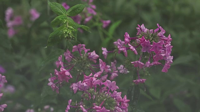 美丽的粉红色花和水珠在花园里。夹竹桃在阵雨中，近景，动态场景，色调视频。视频素材