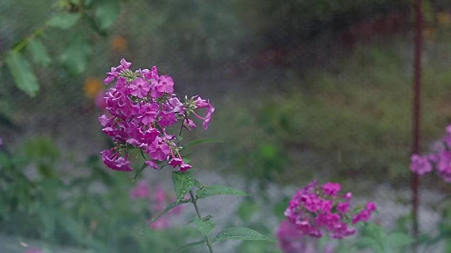 美丽的粉红色花和水珠在花园里。夹竹桃在阵雨中，近景，动态场景，色调视频。视频素材