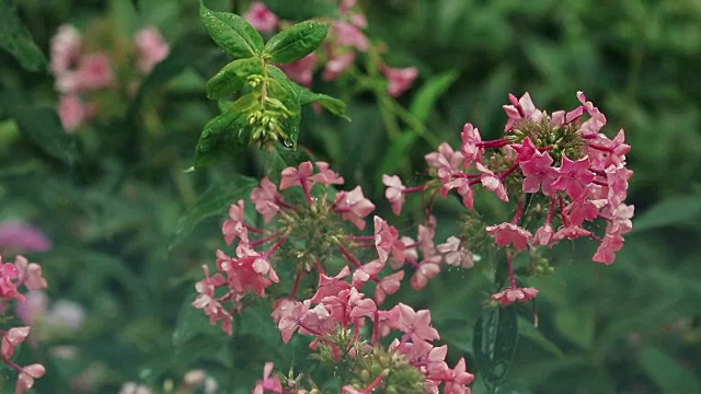 美丽的粉红色花和水珠在花园里。夹竹桃在阵雨中，近景，动态场景，色调视频。视频素材