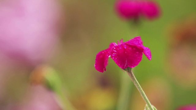 美丽的粉红色的花和水滴在花园里。马提奥拉在雨中，近景，动态场景，色调的视频。视频素材