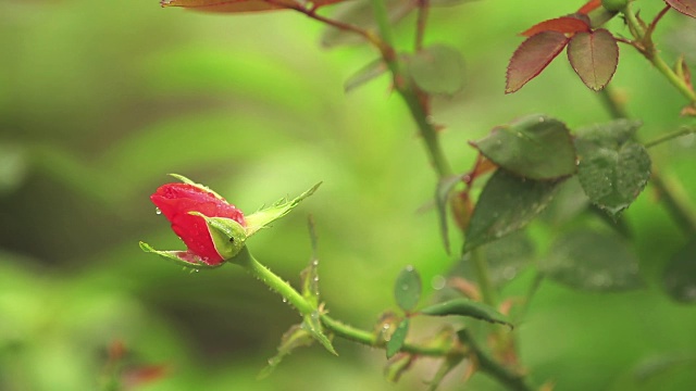 美丽的粉红色的花和水滴在花园里。玫瑰在雨中，近距离，动态场景，色调的视频。视频素材