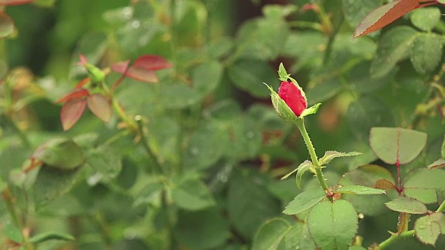 美丽的粉红色的花和水滴在花园里。玫瑰在雨中，近距离，动态场景，色调的视频。视频素材