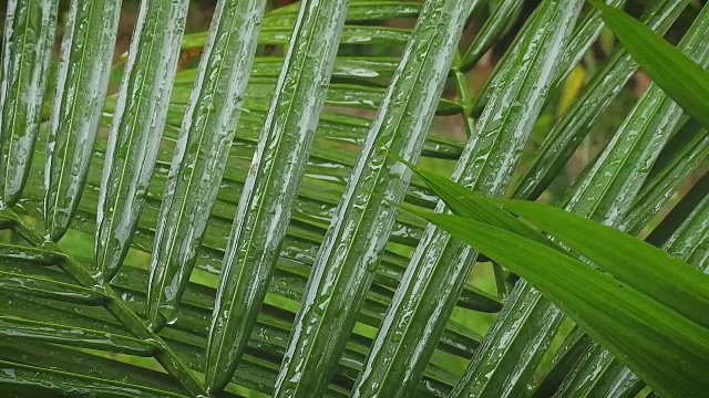 光热带雨视频素材