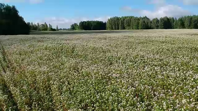 夏季荞麦开花，鸟瞰图视频素材