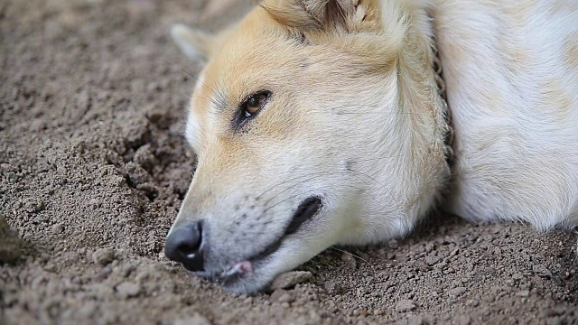 狗在睡觉。、视频高清视频素材