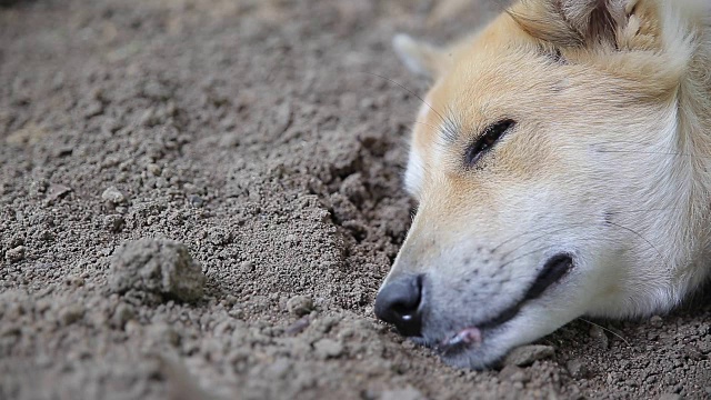 狗在睡觉。、视频高清视频素材