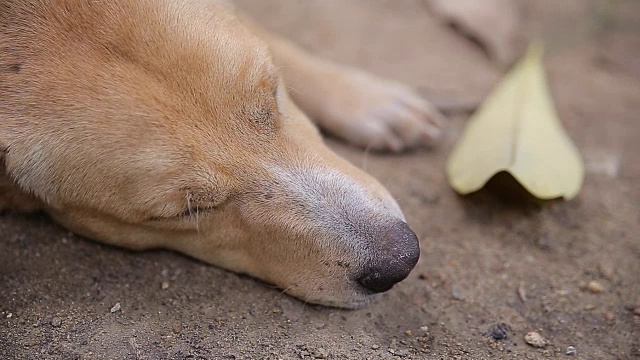 狗在睡觉。、视频高清视频素材