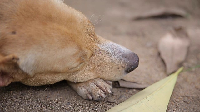 狗在睡觉。、视频高清视频素材