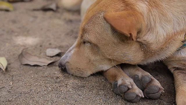 狗在睡觉。、视频高清视频素材