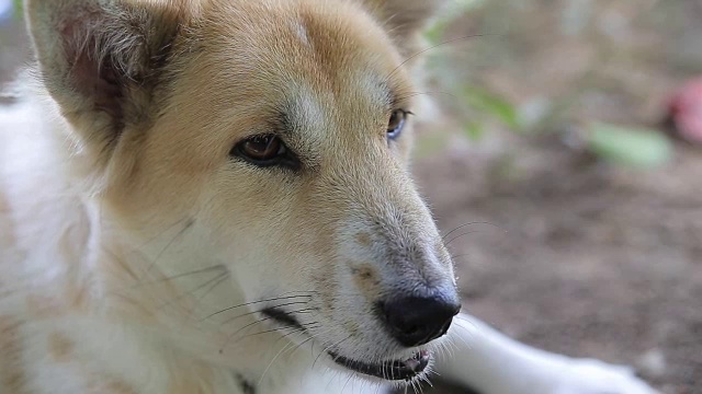 狗在睡觉。、视频高清视频素材