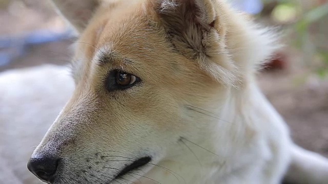 狗在睡觉。、视频高清视频素材