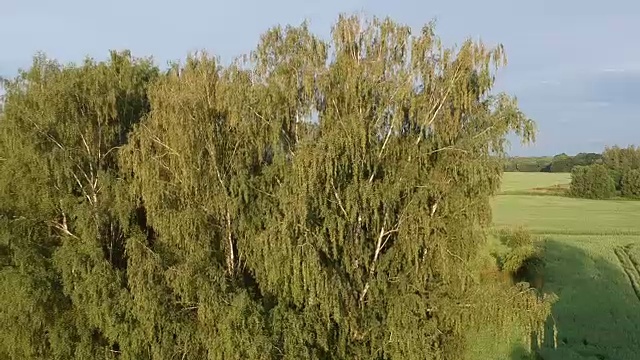 清晨，无人机在夏日农田上空高高地飞行视频素材