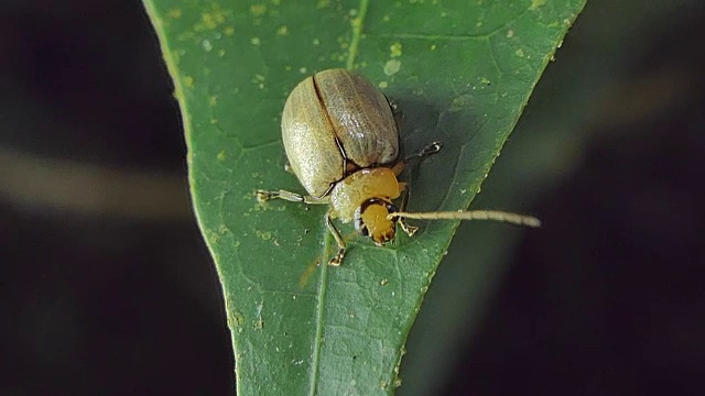 热带雨林中叶子上黄色的甲虫。视频素材