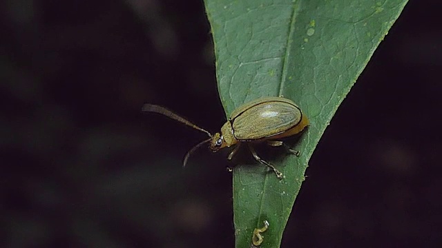 热带雨林中叶子上黄色的甲虫。视频素材