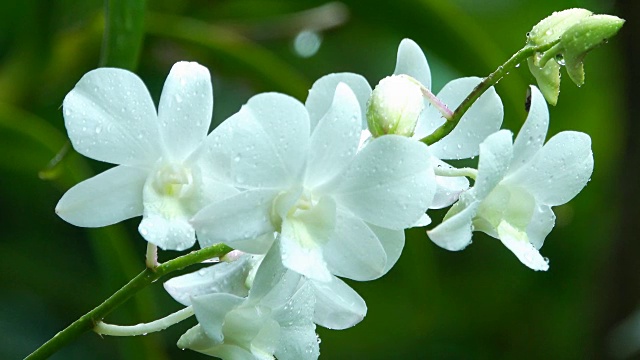 雨中的白兰花花视频素材