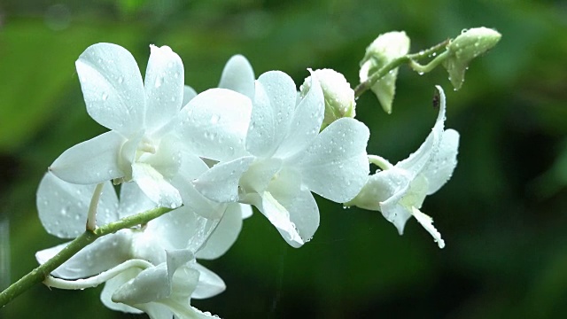 雨中的白兰花花视频素材