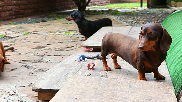 腊肠犬夏日花园视频素材