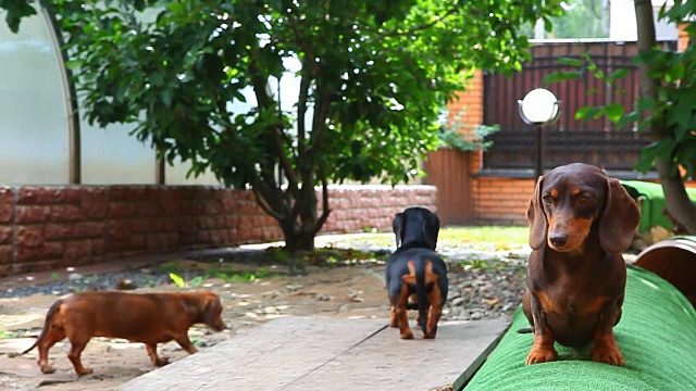 腊肠犬夏日花园视频素材