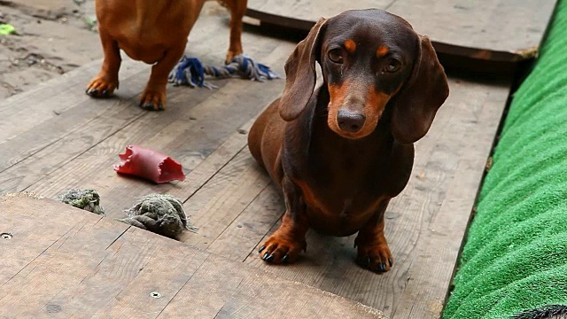 腊肠犬夏日花园视频素材