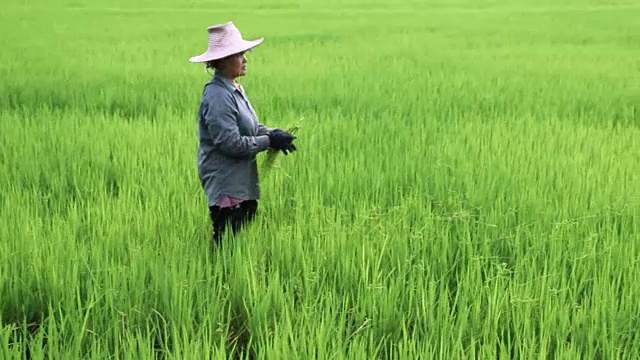 农夫在田间视频下载