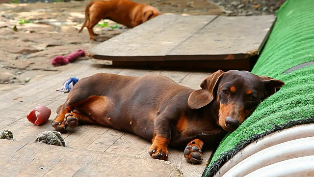 腊肠犬夏日花园视频素材