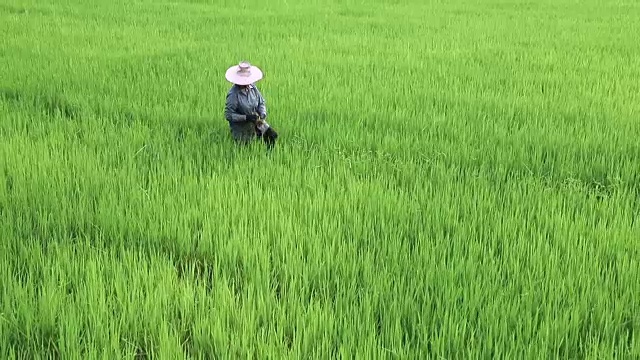 农夫在田间视频下载