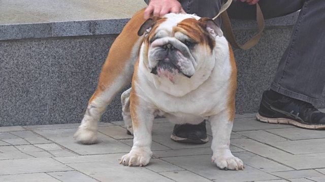 英国斗牛犬被皮带牵着的肖像视频素材