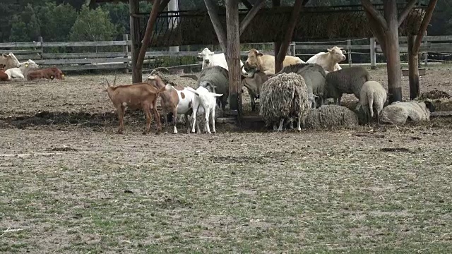 各种农场动物。一群农场动物。视频素材