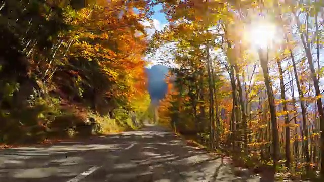 行驶在风景优美的道路上，穿过秋天的森林，阳光照耀着五颜六色的树叶视频素材