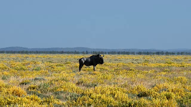 蓝色角马Gnu在Etosha，纳米比亚非洲野生动物狩猎之旅视频素材