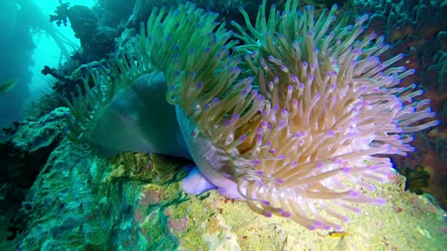 海葵、泰国视频素材