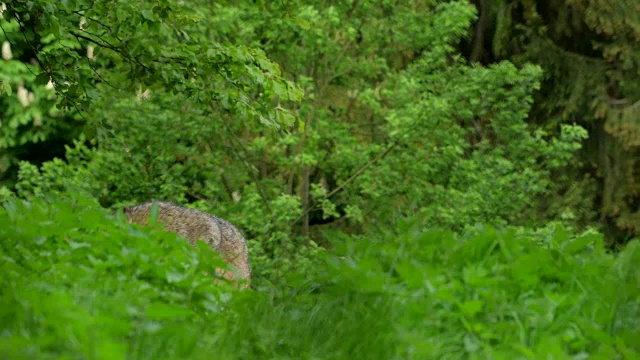 狼，犬类，两只狼视频素材